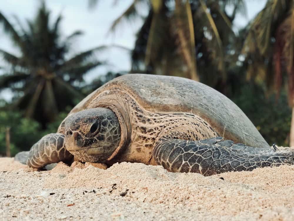 25 Best Things To Do In Sandakan (Malaysia)