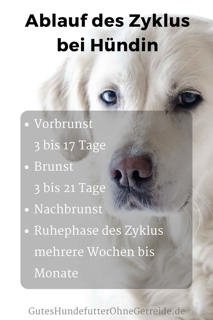 Bis zu welchem Alter werden Hündinnen läufig? Dogco.de Gesunde hunde, Hund läufig, Bestes
