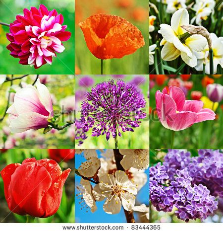 collage from nine image with different kind of flowers art for
