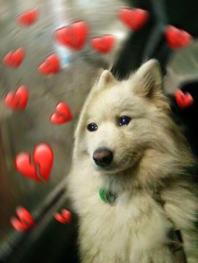 pin by liah_maccc on mood pinterest memes, animal and dog c39ac6c8d6ad2a386c5b3fd572ddb3a7 pin by liah_maccc on mood pinterest memes, animal and dog