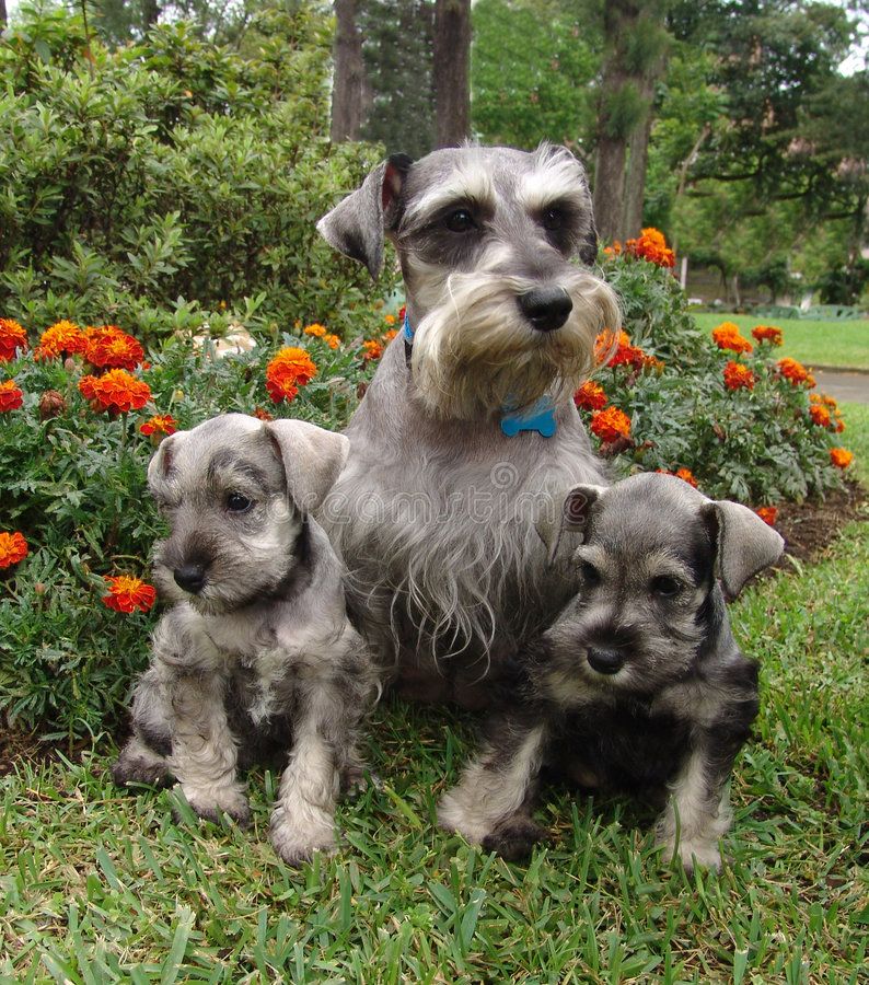 Pin by Cj Davis on Buster the Schnauzer The perfect dog