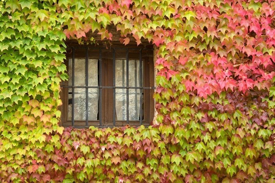 éstas Son Las Especies De Enredaderas Más Adecuadas Para Que Llenes Toda Tu Casa De Vida Y Color Plantas Enredaderas Enredaderas Plantas Enredaderas Con Flores