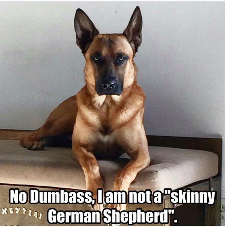 Seriously Everyone Always Asks Isn T Your Gsd A Little Small