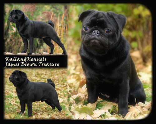 Black Pug Of My Dreams Black Pug Pugs James Brown