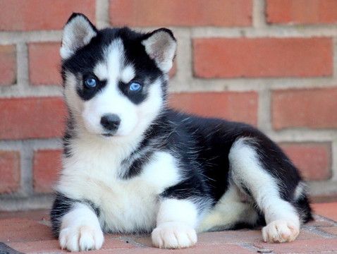 Siberian Husky Puppy For Sale In Mount Joy Pa Adn 58188 On