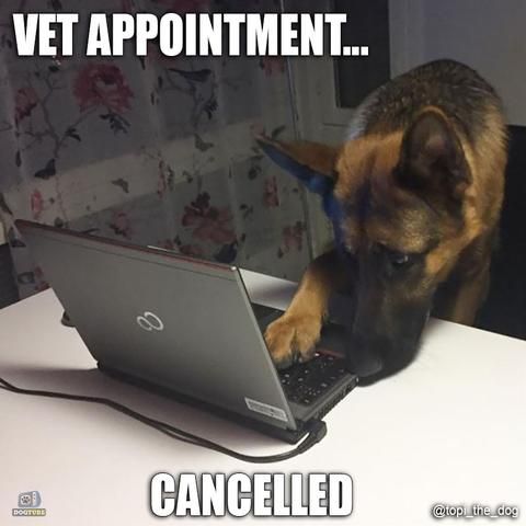 33 German Shepherd Memes That Will Make You Laugh Every Time – German Shepherd Shop Dog Quotes Funny, Funny Animal Jokes, Cute Funny Animals, Funny Dogs, Cute Dogs, Funny Puppies, Animal Memes, Memes German, German Shepherd Memes