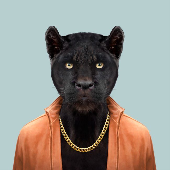 Cesar, the black panther (Panthera onca) | Hipster animals, Animals, Animal  heads