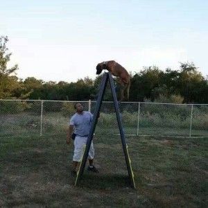 Dog Training Henderson Hendersondogtrainers Providing Best