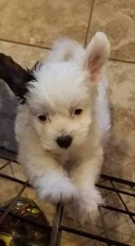 Litter Of 3 Chinese Crested Puppies For Sale In Magnolia Tx Adn