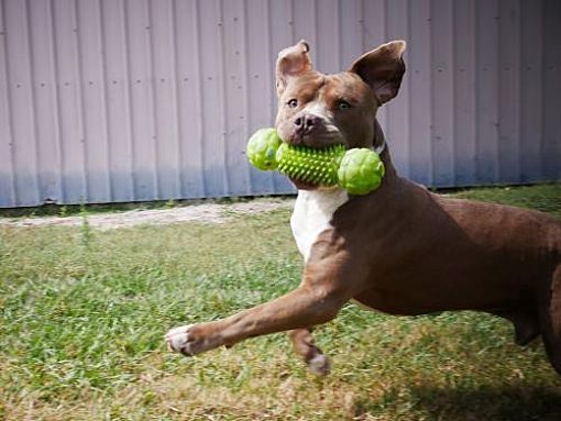 Pictures Of Murphy A American Pit Bull Terrier For Adoption In