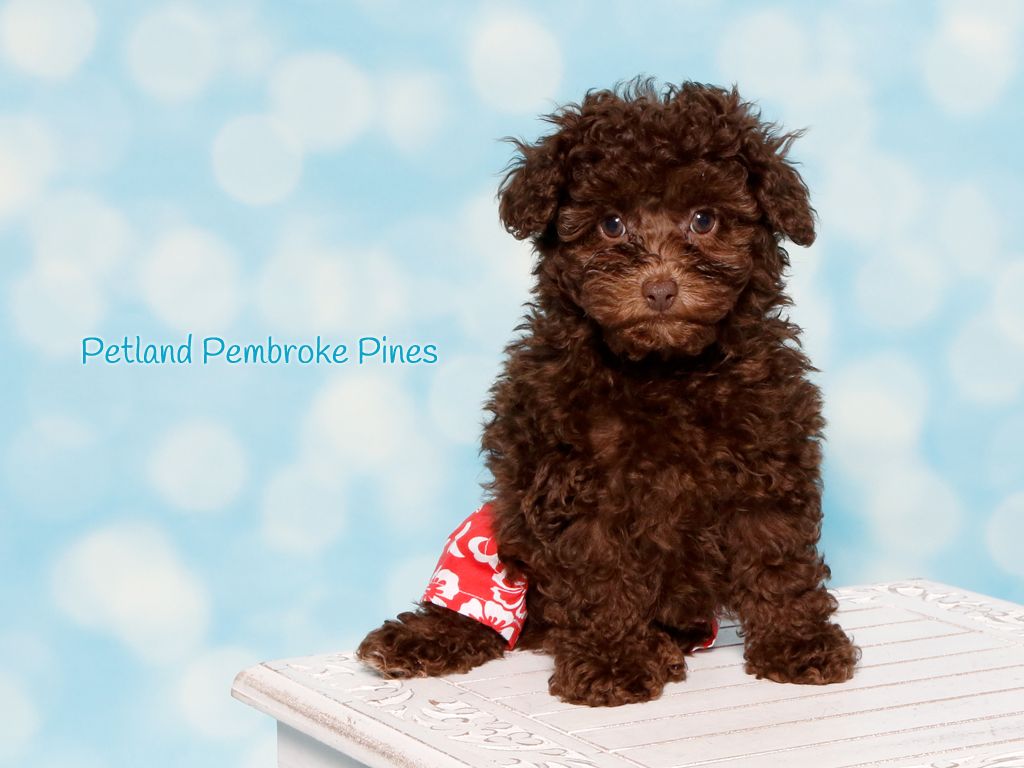 The Journey Of Life Is Sweeter With A Poodle Nothing Like Having