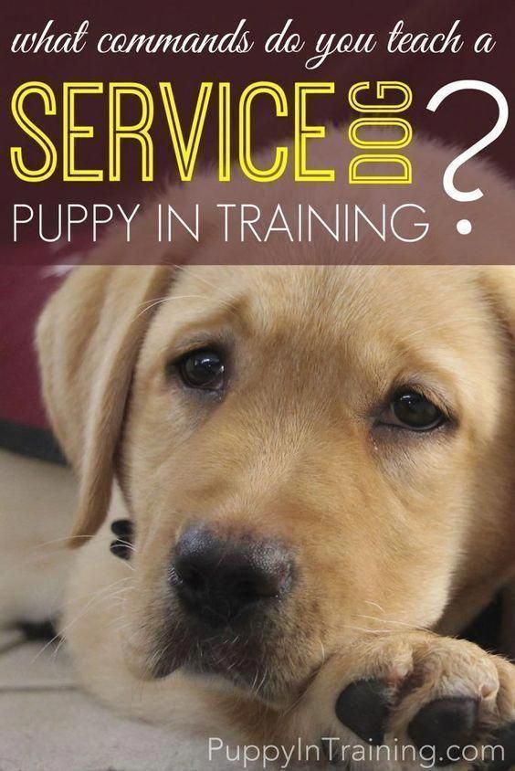 Shrewd Reached Dog Training Tips Advice For Pet Parents Dog