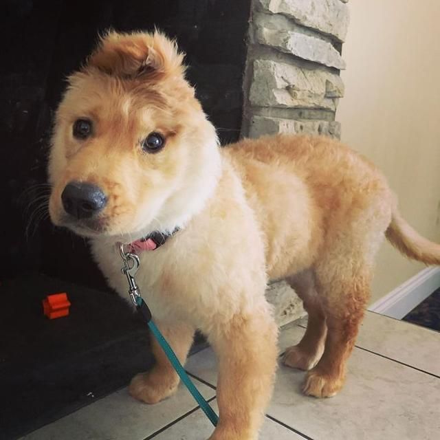 Meet Rae The Unicorn Dog With One Ear In The Middle Of Her Head