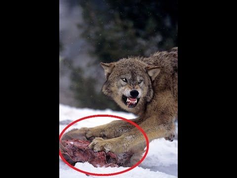 The Top 10 Animal Attacks Videos Wolf Attack Wolf Vs Coyote