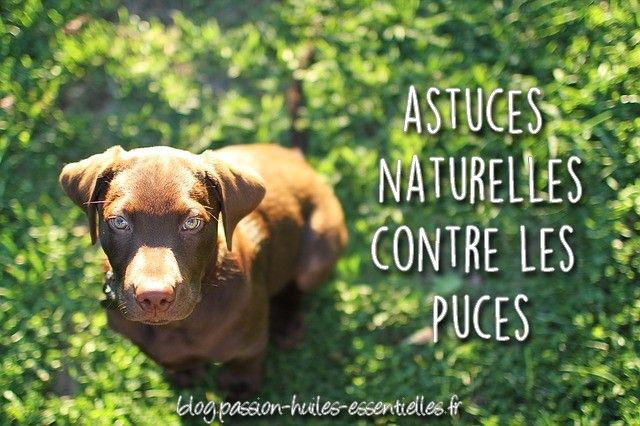 Repulsifs Naturels Contre Puces Et Tiques Pour Votre Chien Les Tiques Tiques Puces Chien