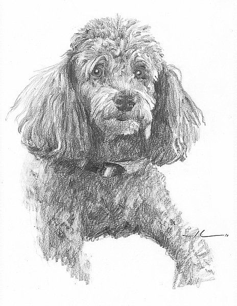 Poodles Drawings In Pencil Google Search Poodle Drawing Dog