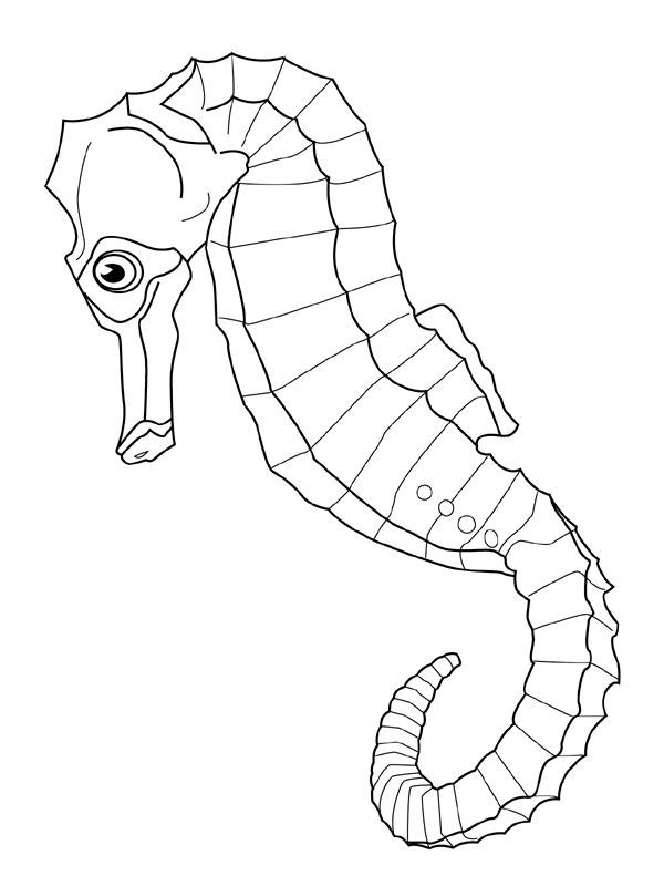 23+ Account Suspended | Fish coloring page, Animal coloring pages, Cool