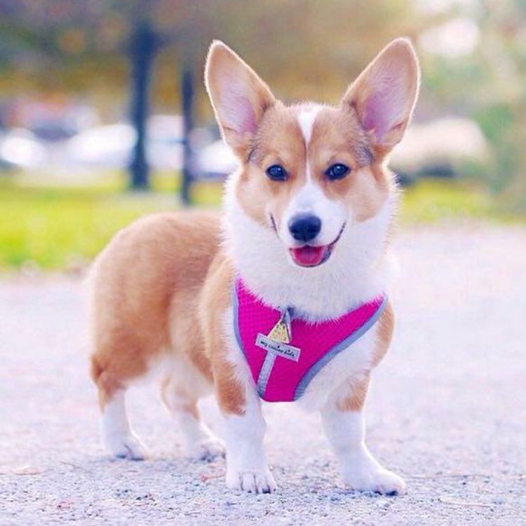 A Cute Corgi Wearing A Dog Harness That Fits Corgi S Perfectly