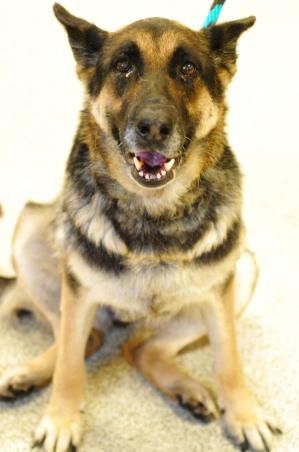 Roxi R Npet Tracking Information R Nanimal Id Acimp 2017 02308 R