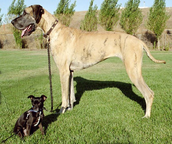 Lightly Marked Brindle Great Dane Dog Breeds