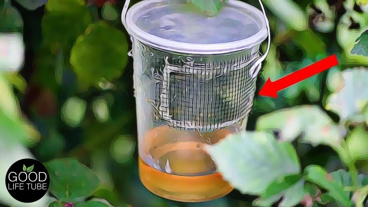 See What Happens When You Use Vinegar In The Garden Vegetable Garden Tips Veg Garden Garden Yard Ideas