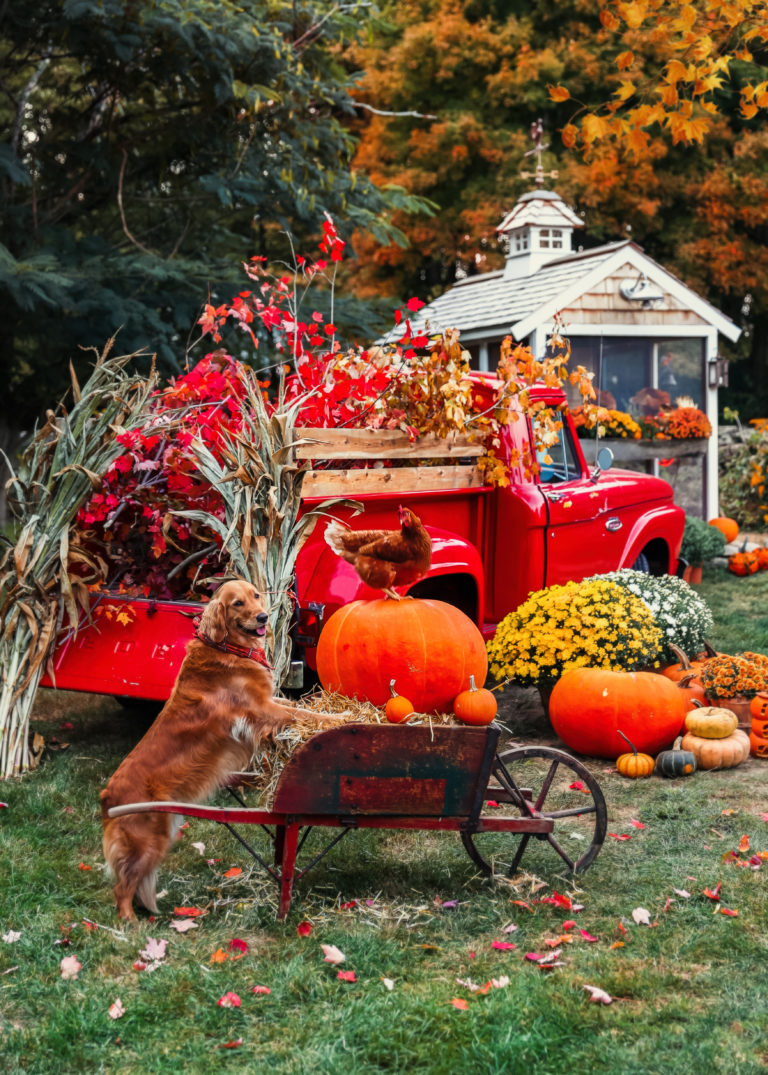 Autumn Harvest