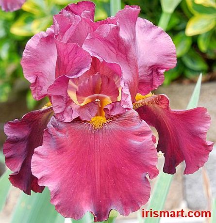 Toasted Watermelon Tall Bearded Iris Iris Flowers Iris Garden Bearded Iris