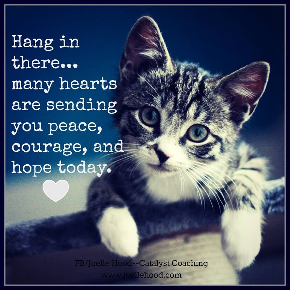 Unframed Wall Poster Print Trends International 34 X 1 25 X 1 25 Hang In There Cat Cat Posters Trends International