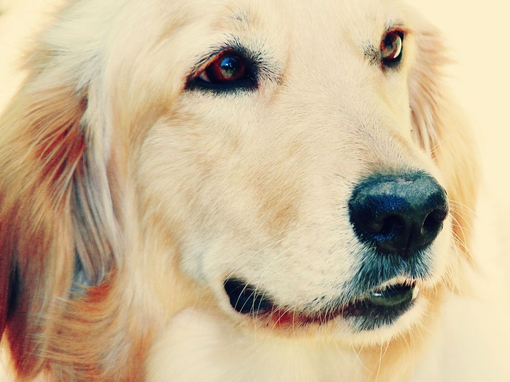 Golden Woof Dogs Beautiful Dog Breeds Golden Retriever Art