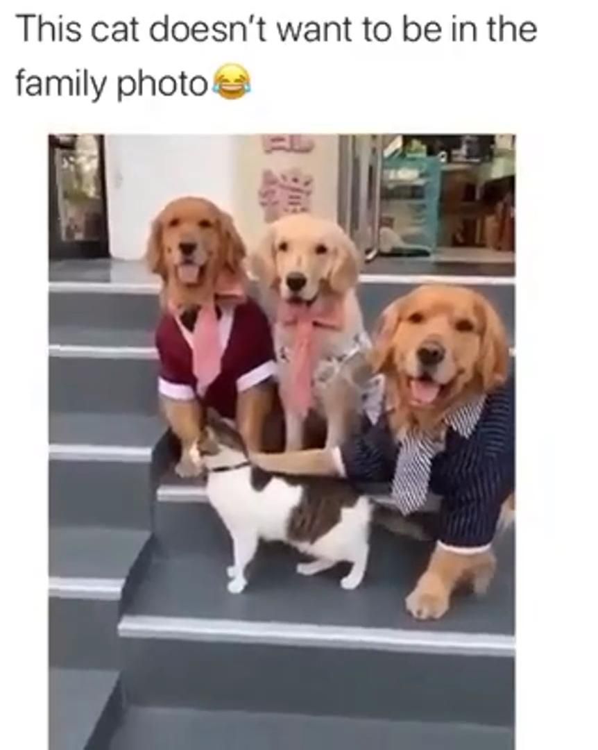 The cat doesn't want to be in the family photo The cat doesn't want to be in the family photo