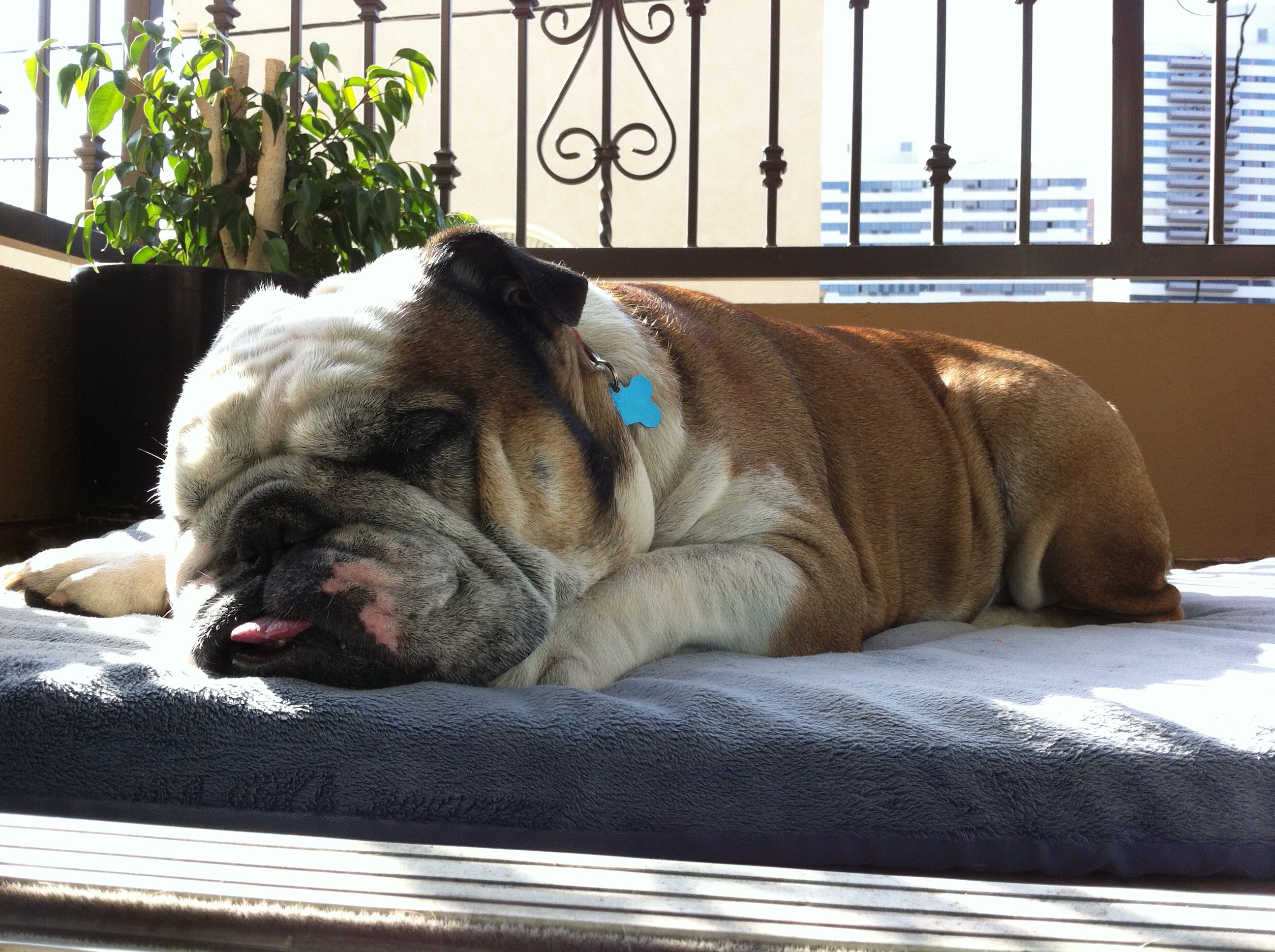 Pin By Bella Vita Photography On Vinnie The Bulldog Lazy Sunday