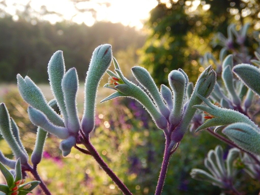Anigozanthos Flavidus Landscape Violet Kangaroo Paw Australian anigozanthos-flavidus-landscape-violet-kangaroo-paw-australian