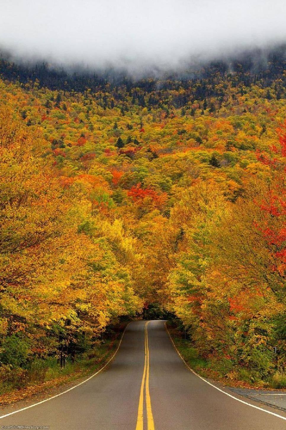The most beautiful tunnels of trees The most beautiful tunnels of trees