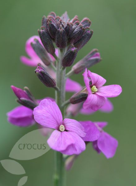 Erysimum Bowles Mauve Wallflower Plant Variegated Plants Foliage Plants