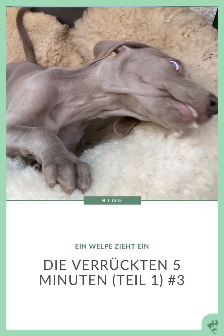So mancher Welpe beißt in alles, was er zwischen die Zähne kriegen kann und dazu gehören auch Hände, Arme und Füße seines Menschen. Das für alle Welpen gültige Patentrezept, um ein In-Alles-Reinbeißen, Alles-Annagen, Total-Durchgeknallt-Zu-Sein abzustellen, gibt es nicht. Doch mit einigem Verständnis für die schwere Zeit, die der Welpe mitmacht und dem Befolgen einiger grundlegender Verhaltensweisen können Welpe und Mensch diese Zeit gut überstehen. Dogs, Animals, Girl Interrupted, Puppys, Animales, Animaux, Pet Dogs, Doggies, Animal