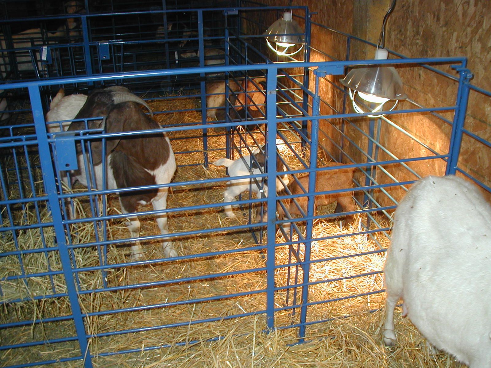 Sydell Lambing Kidding Pens Three Willows Ranch Supply Sheep building-awesome-backyard-goat-pen-introducing-nigerian-dwarf-goats
