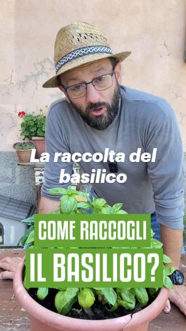 Come e quando raccogliere il basilico