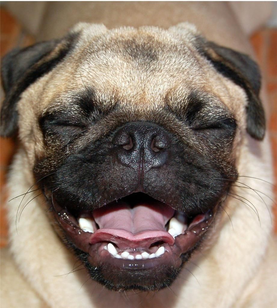 Details About Happy Pug Glossy Poster Picture Photo Dog Puppy