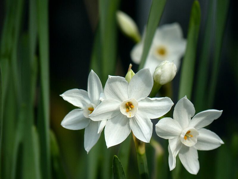 Explore December's birth flowers, Narcissus "Paperwhite" and...