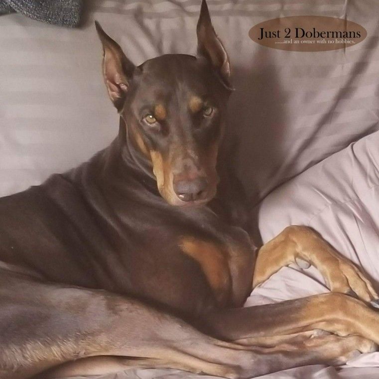 Pin By Jeanine Maxwell On Dobermans Doberman
