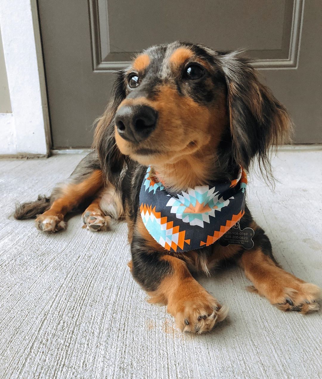 Dachshund Products Apparel And Gifts Dapple Dachshund Crazy