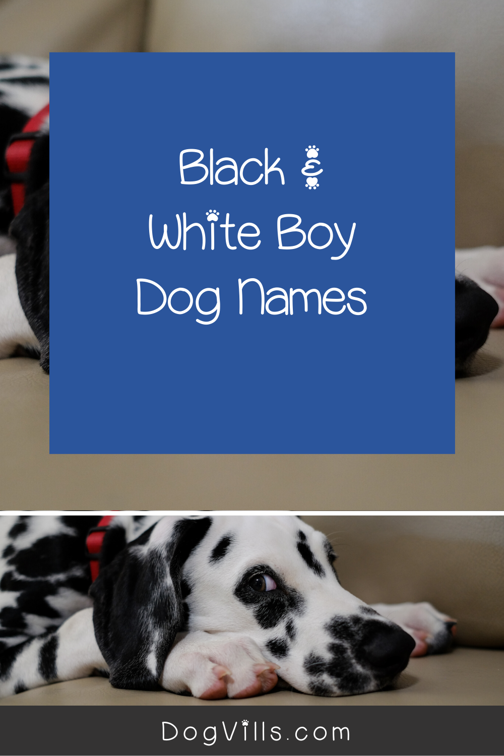 98 Amazing Black And White Dog Names DogVills Dog Names Black And popular-names-for-black-dogs