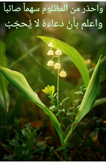دعوة المظلوم لا ترد Lily Of The Valley Beautiful Flowers Flowers
