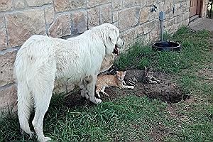 Flowers A Great Pyrenees Large Breed With Texas Great Pyrenees