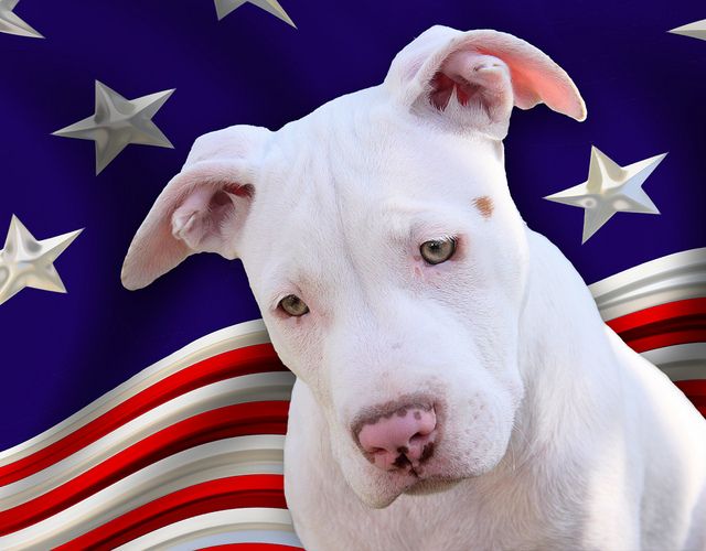 The All American Pet Dog The Bully Bully Love Dogs American