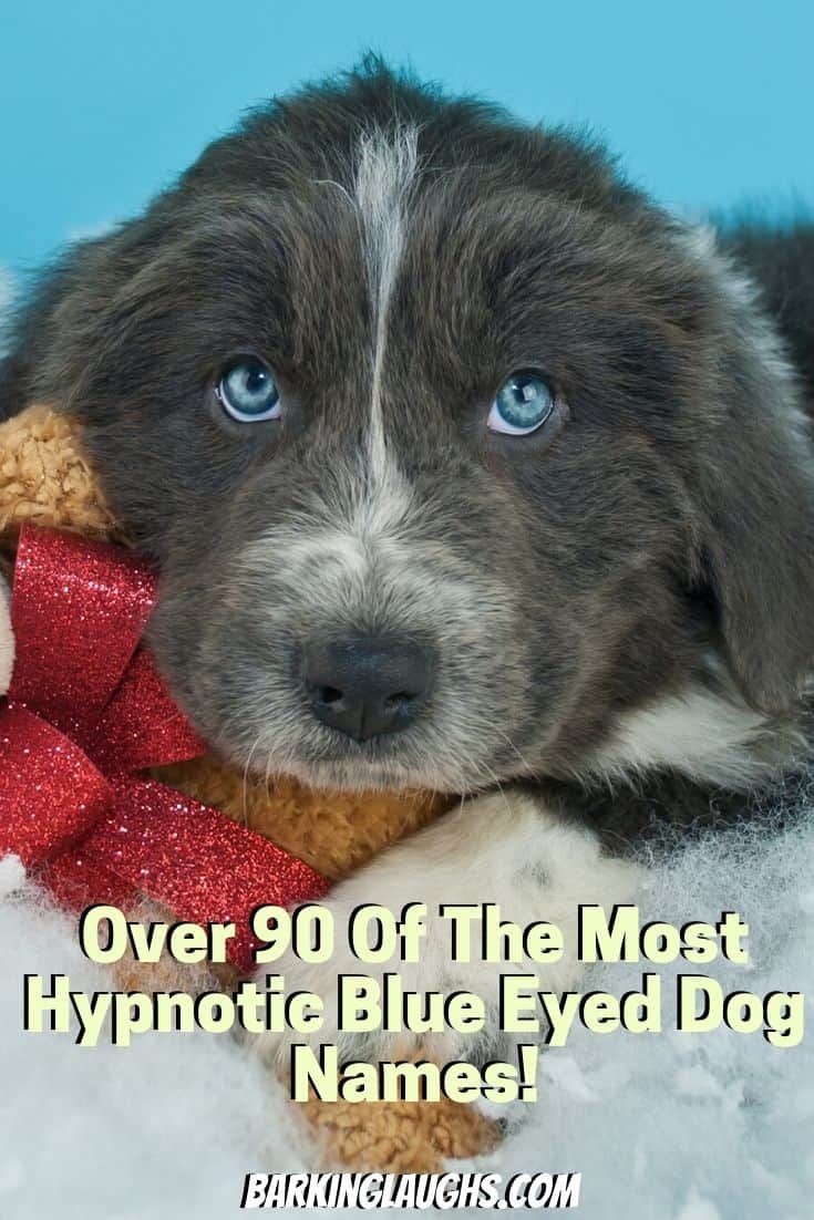 Over 100 Of The Most Hypnotic Blue Eyed Dog Names Blue Eyed Dog Names over-100-of-the-most-hypnotic-blue-eyed-dog-names-blue-eyed-dog-names