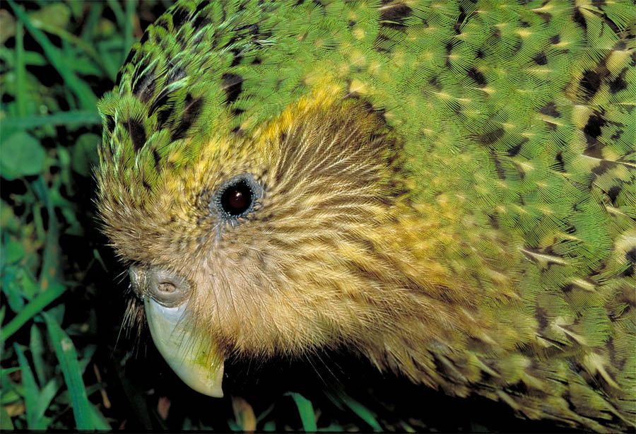Strigops habroptilus kakapo photos Kakapo, Most endangered animals