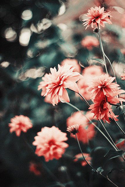 ^~^ Trendy Flowers, Love Flowers, Vintage Flowers, Flowers Nature, Beautiful Flowers Pics, Vintage Pink, Wedding Vintage, Exotic Flowers, Purple Flowers