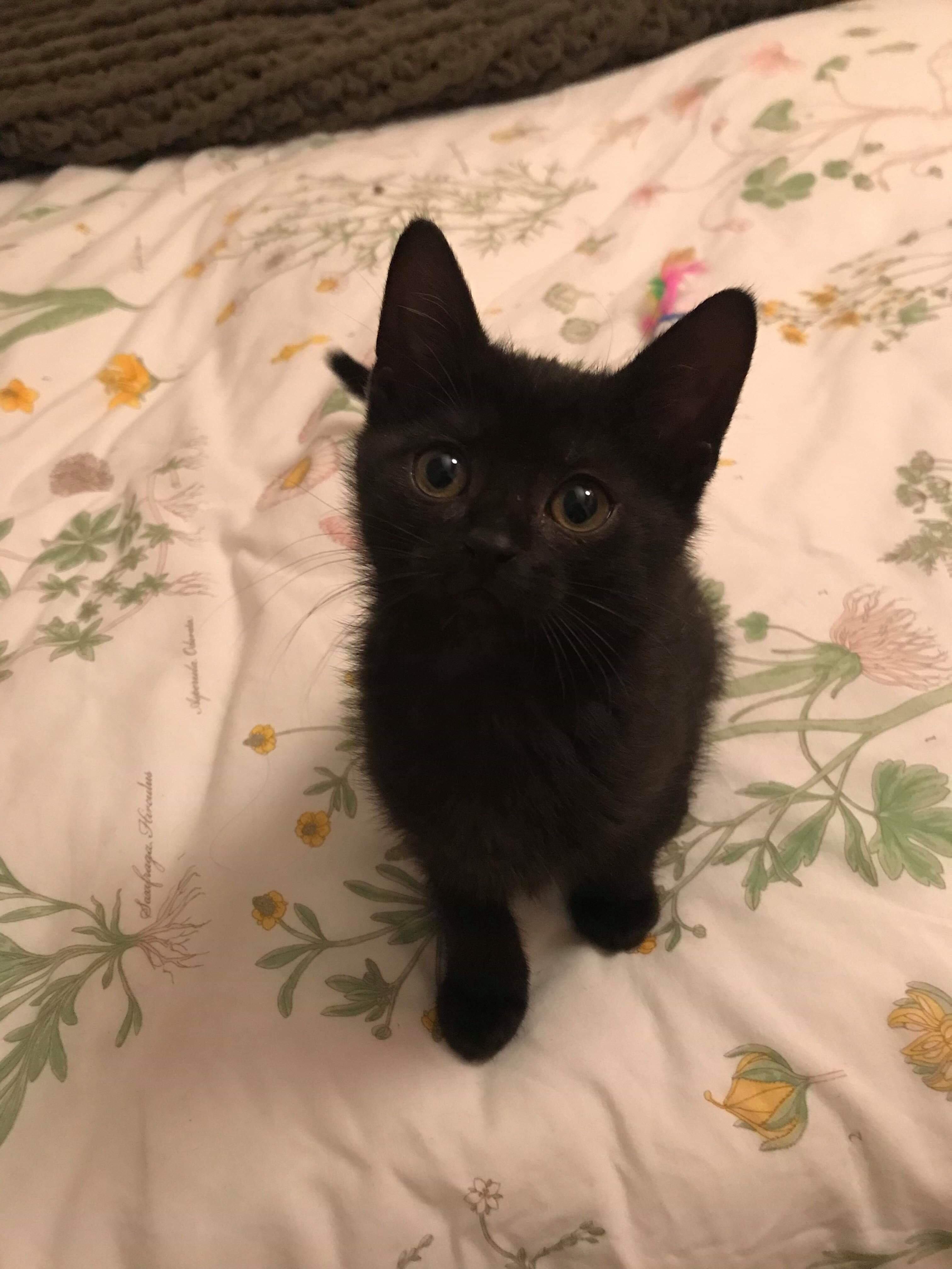 黒猫 のアイデア 900 件 21 黒猫 子猫 キュートな猫 黒猫 のアイデア 900 件 21 黒猫 子猫 キュートな猫