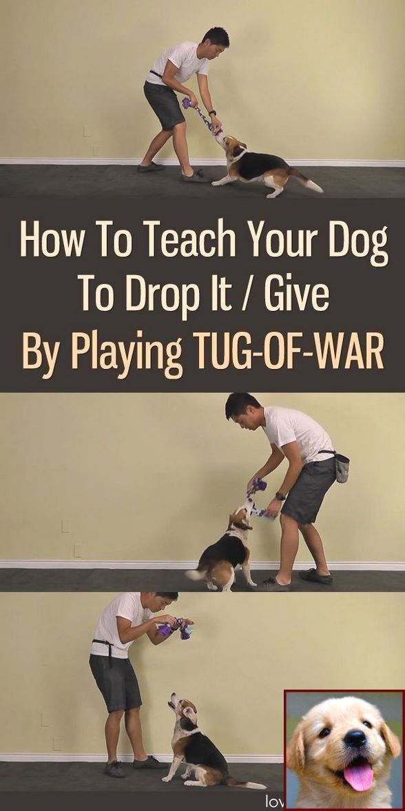 Dog Behavior Resource Guarding and Dog Handler Training Wales UK